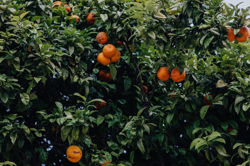 citrus fruit, leaf, plant part, food, 5K, orange - fruit, healthy eating, no people, wellbeing, oranges, ripe, green color, orange color, algarve, outdoors