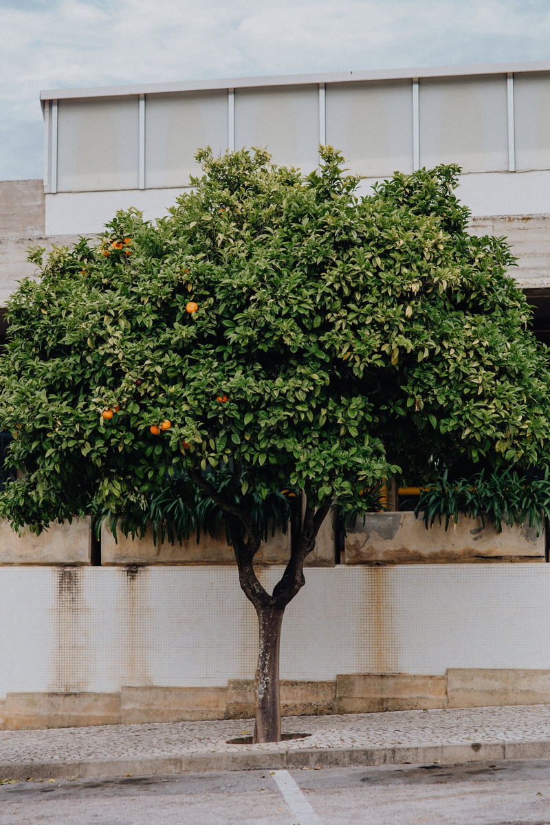 residential district, food, plant, algarve, no people, building exterior, nature, built structure, orange, 5K, lagos, architecture, fruit, building, healthy eating