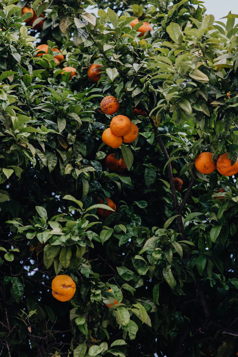 nature, plant, orange - fruit, beauty in nature, lagos, healthy eating, tree, algarve, plant part, ripe, outdoors, oranges, wellbeing, orange color, orange tree