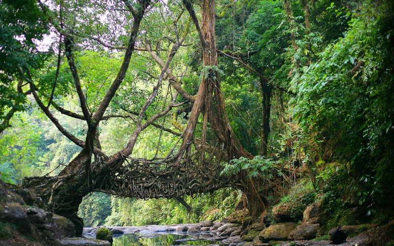 tree, tranquil scene, 1080P, nature india bridge river jungles roots trees meghalaya north east india shillong root natural engineering, forest, beauty in nature
