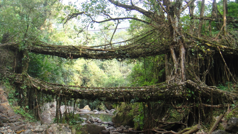 land, tree trunk, rainforest, tree, beauty in nature, day, no people, forest, branch, jungle, tranquility, scenics - nature, trunk, 4K, river, foliage