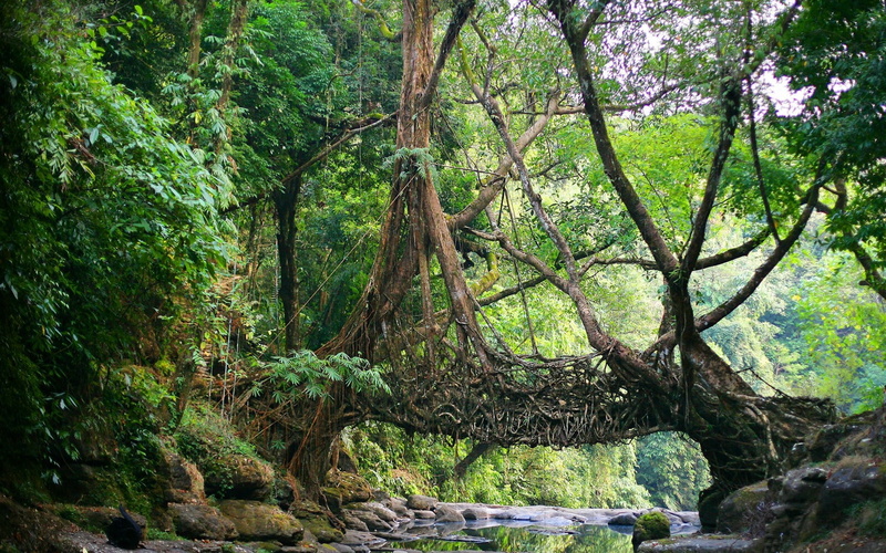 trees, roots, stream, jungles, 1080P, india, bridge, nature, 1920x1200, river, forest