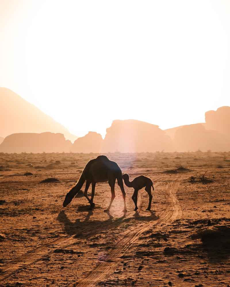 vertebrate, land, no people, sky, domestic, wildlife, animal, ground, mammal, desert, full length, deserted, domestic animals, pets, beauty in nature, camel