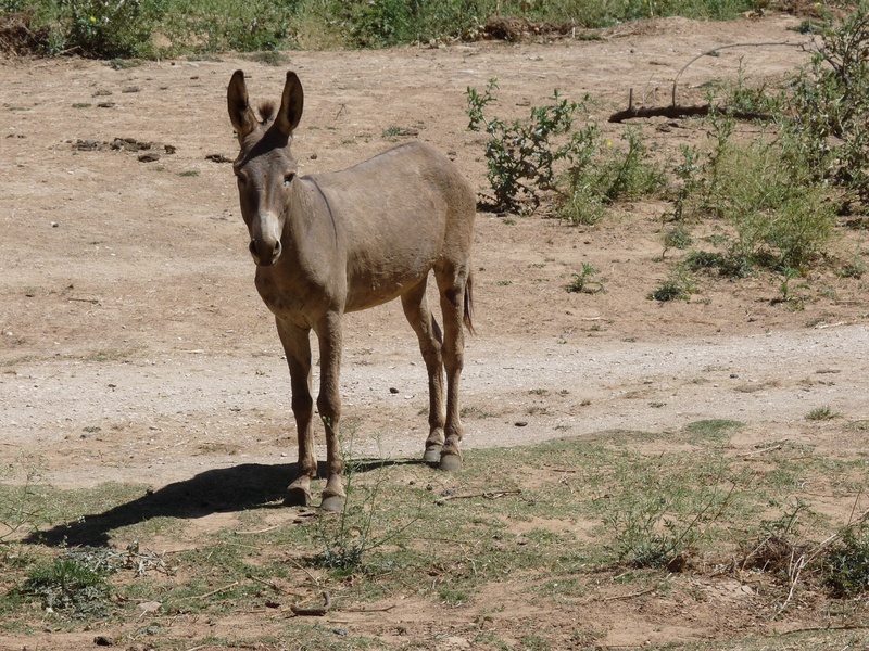 full length, mammal, brown, plant, herbivorous, land, one animal, vertebrate, livestock, desert, bauer, climate, nature, no people, oman, wadi, rural, ears