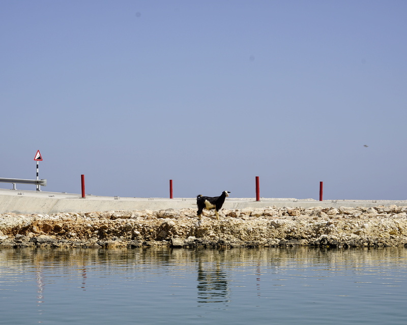 oman, land, water, pet, one animal, a goat on the small beach bridge in front of the wadi as shab entrance below the highway, eastern hajar mountain, copy space