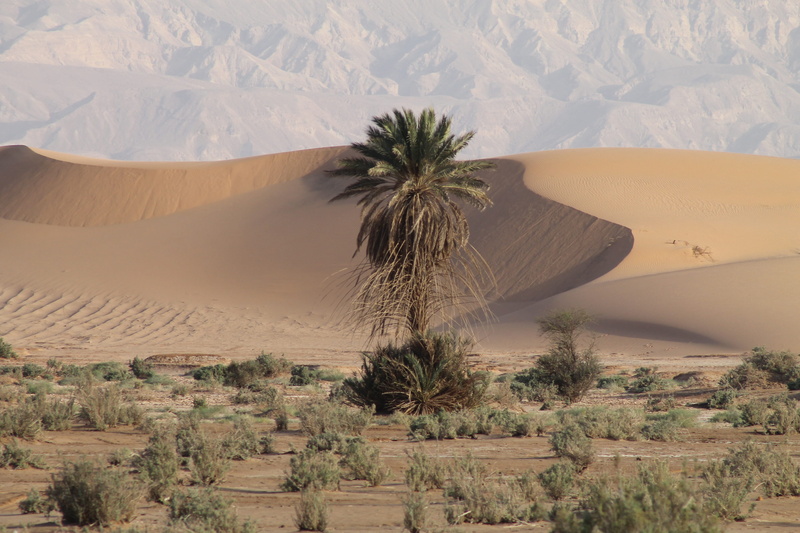 magic, desert, jordan, beauty in nature, travel, aqaba, 4K, tree, geology, palm, non-urban scene, environment, tranquil scene, climate, middle east, plant