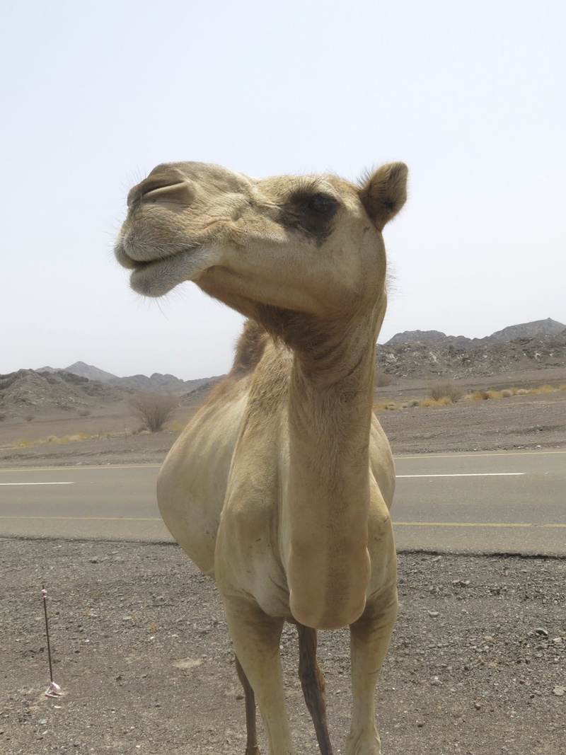 no people, sky, animal themes, nature, landscape, domestic animals, land, pets, oman, animal wildlife, animal head, outdoors, 1080P, domestic, vertebrate