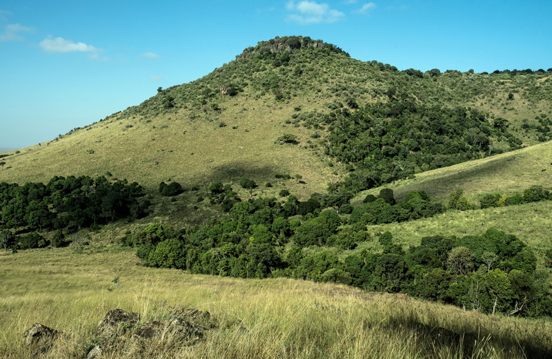 african landscape, tree, day, growth, green color, beauty in nature, tranquility, david clode, safari, plant, idyllic, tranquil scene, land, 5K, no people