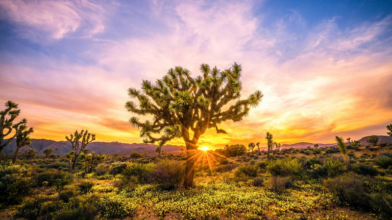 shrubland, tranquility, national park, nature, non-urban scene, no people, dawn, sunset, sunlight, environment, scenics - nature, landscape, bright, sky