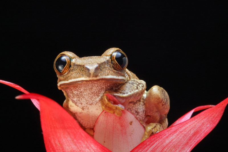 photography, studio shot, animal head, details, frog, nature, on top, one animal, macro, 1080P, brown frog, brown, close, animal wildlife, looking at camera