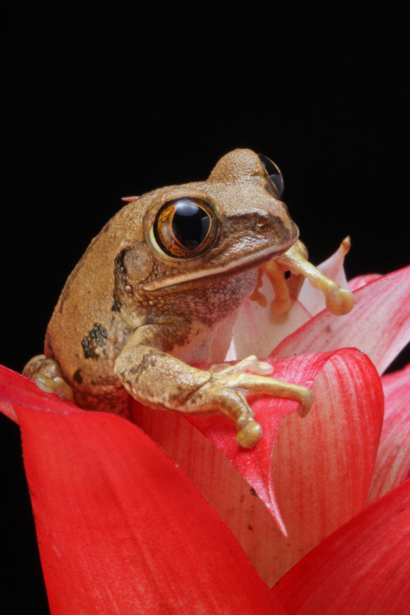 animal body part, photography, black background, pink, nature, painted, red, studio shot, marbled reed frog, plant, reptile, animal mouth, animal themes