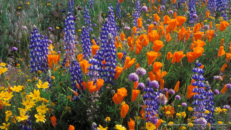 poppies, forest, Spring/Summer, national, 2K, angeles, lupine, california