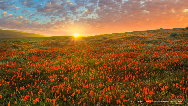 poppy, 2K, reserve, dreams, spring, Flowers/Gardens, california, antelope, valley