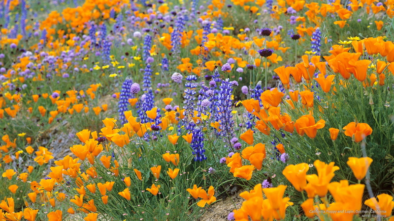 Flowers/Gardens, gorman, california, lupin, 2K, poppy