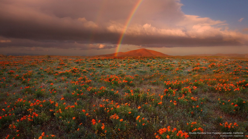 poppies, Spring/Summer, lancaster, rainbow, california, double, 2K