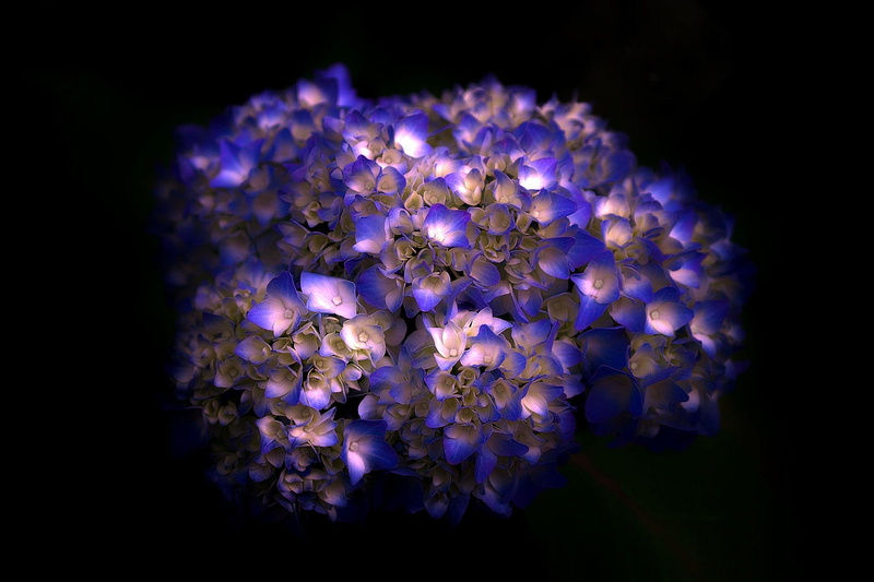unique, freaky, beautiful, flower, cool, 3d and abstract, 2K, floral, hydrangea