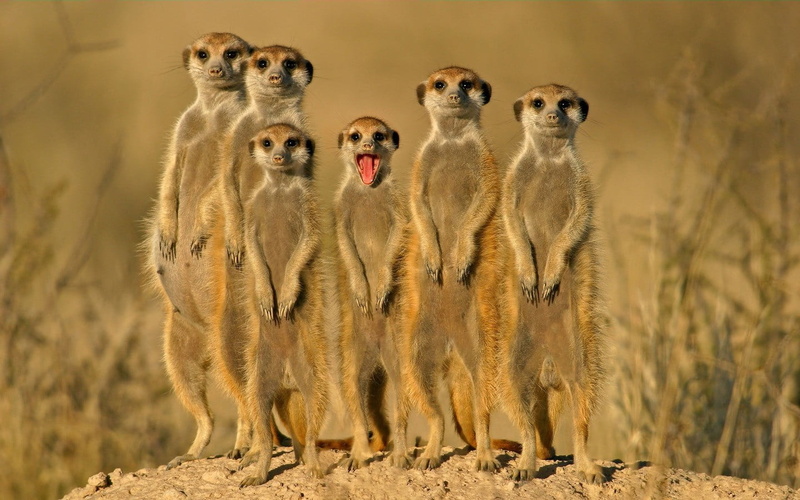 vertebrate, safari, three animals, animal wildlife, security, mammal, alertness, front view, looking at camera, animal family, full length, 720P, animals