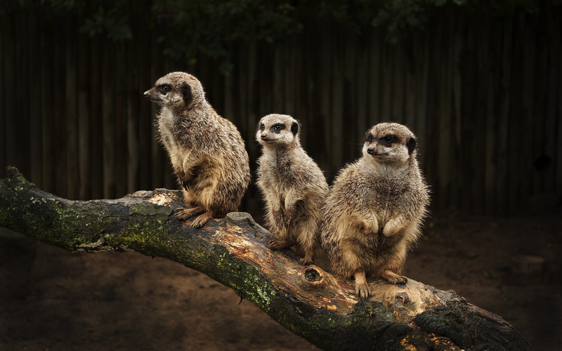 meerkats, animals, suricate, 2K