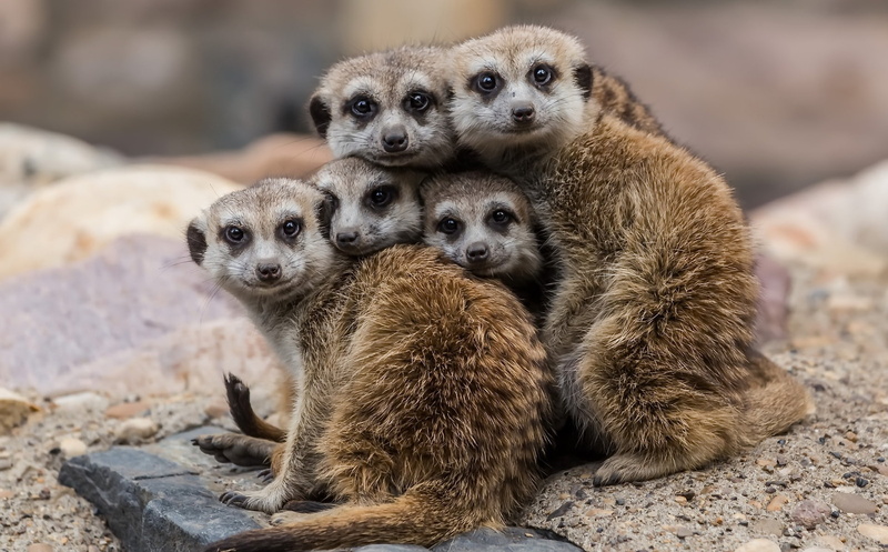 animal themes, rock - object, nature, animal family, mammal, animal, animals in the wild, animals, field, meerkat, solid, 1080P, no people, day, focus on foreground