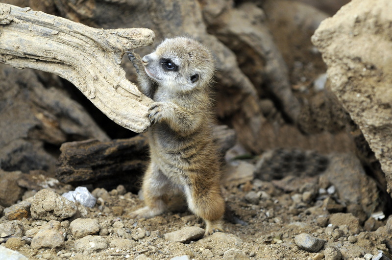 animals, vertebrate, outdoors, rock - object, looking, day, full length, animal themes, mammal, no people, zoo, rock, focus on foreground, animal wildlife