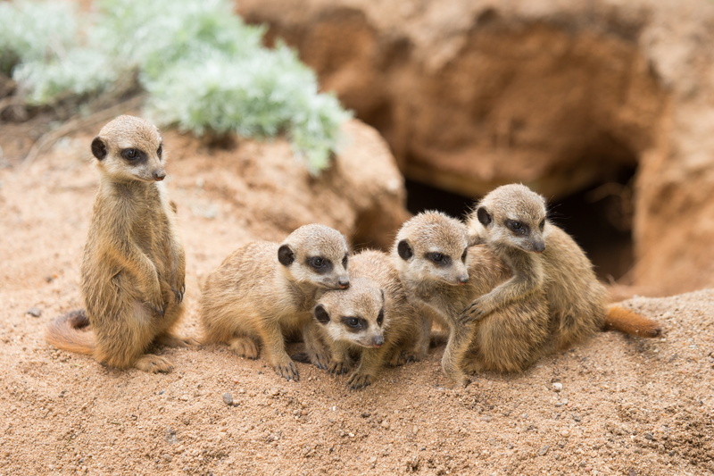 no people, outdoors, desert, meerkat, cute, full length, meerkats, land, mammal, young animal, three animals, animals, 5K, togetherness, animal family