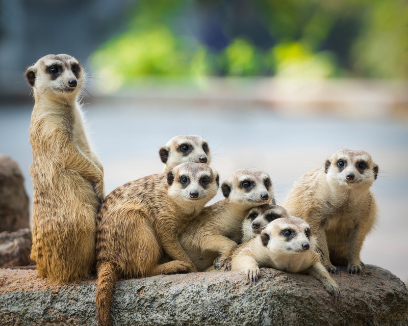 group of animals, animals in the wild, animal family, solid, 1080P, zoo, no people, rock, nature, mammal, rock - object, Meerkat, togetherness, animal wildlife