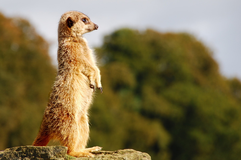 rock - object, looking, rock, nature, solid, no people, 2K, profile view, mammal, animal wildlife, meerkat, meerkats, animal themes, vertebrate, domestic animals