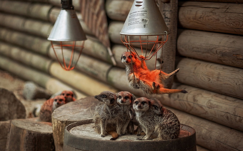 vertebrate, animal wildlife, wood - material, indoors, animal, rodent, animals, grey, meerkats, focus on foreground, lighting equipment, close-up, container