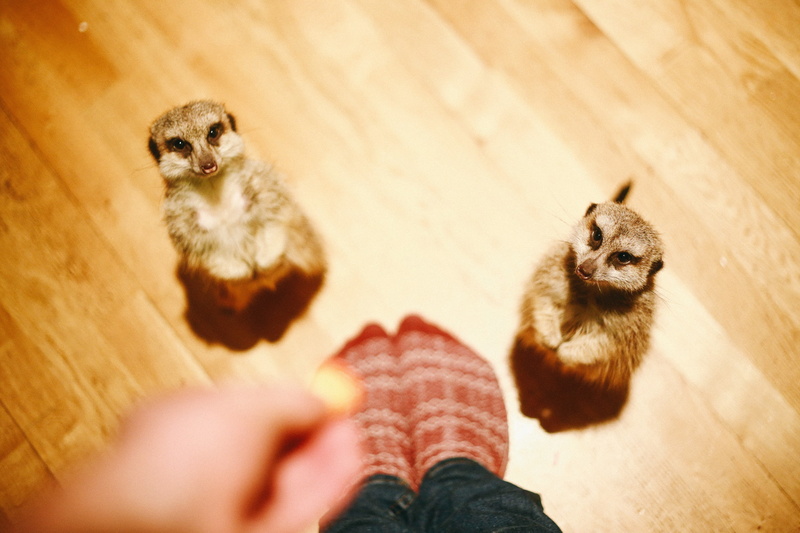 2K, holding, vertebrate, human limb, wood, domestic, domestic animals, human hand, high angle view, mammal, hand, meerkats, pets, flooring, animals, cat