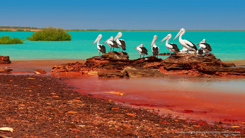 western, australian, 2K, roebuck, australia, kimberley, Oceania, pelicans, bay