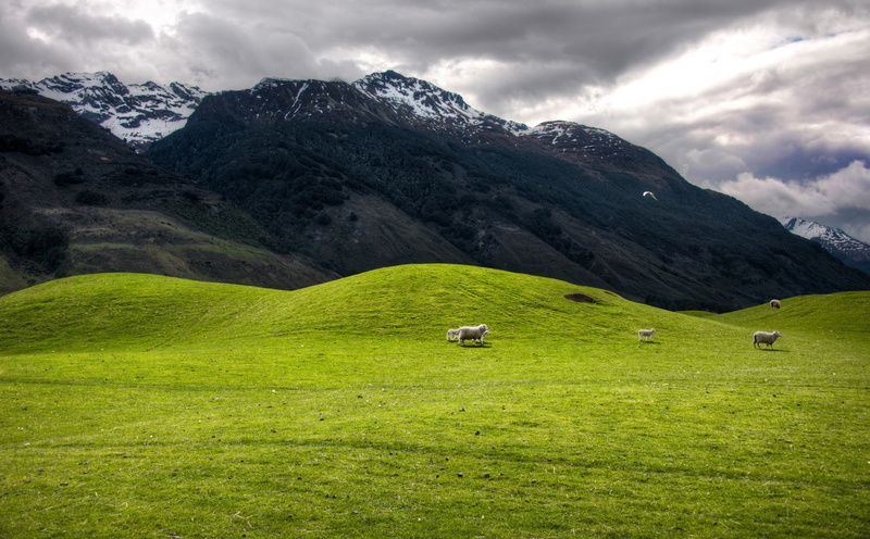 idyllic, Oceania, mountain range, land, cloud - sky, green, nature, field, grass, Sheep, New Zealand, non-urban scene, tranquility, plant, no people, 5K