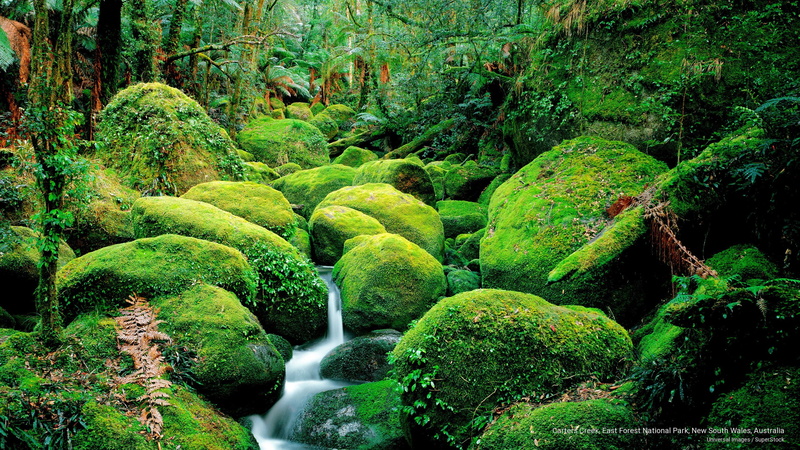 Oceania, national, new, carters, forest, east, australia, 2K, south, creek, wales, park