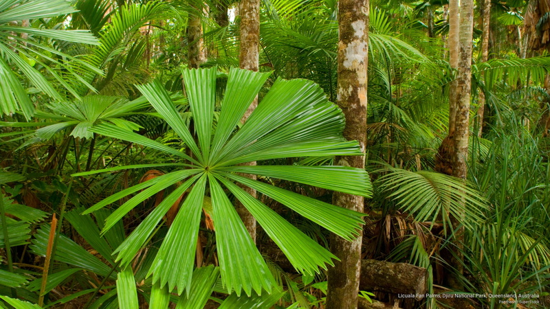 djiru, 2K, australia, park, Oceania, fan, palms, queensland, national, licuala