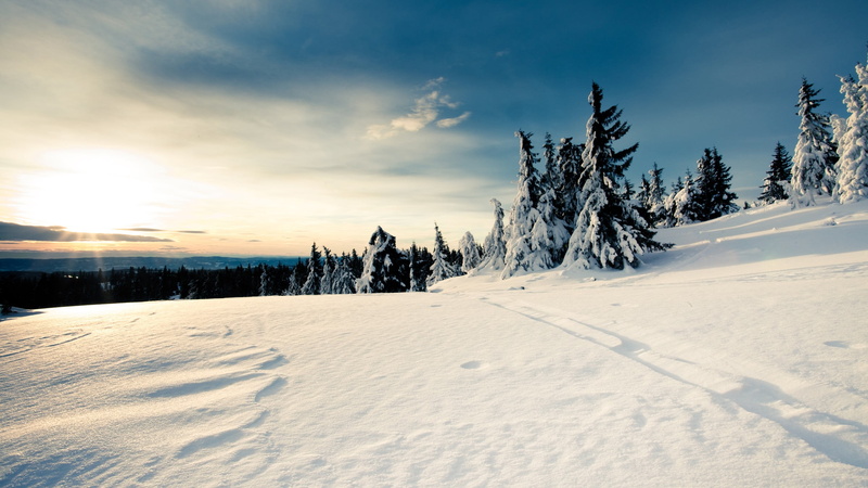 sport, coniferous tree, white color, sky, ski slope, landscape, beauty in nature, nature, field, non-urban scene, white, plant, sunlight, pine tree, winter
