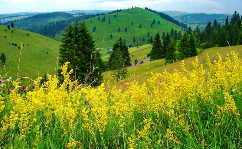 greenery, grass, beautiful, nature, pretty, mountain, 720P, delicate, slope, yellow, lovely, hills, green, nice, trees, flowers