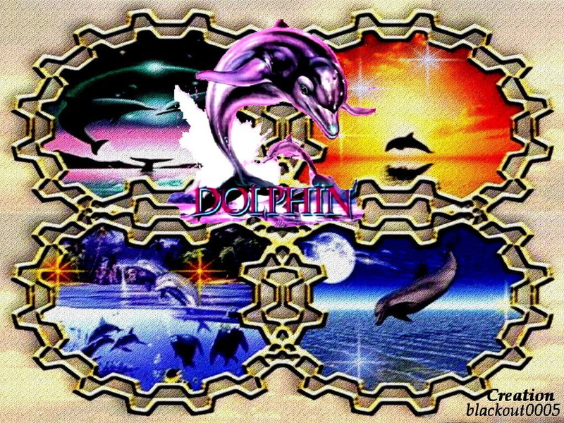 Dolphins, animals, hd, 480P, 2012, astral, art