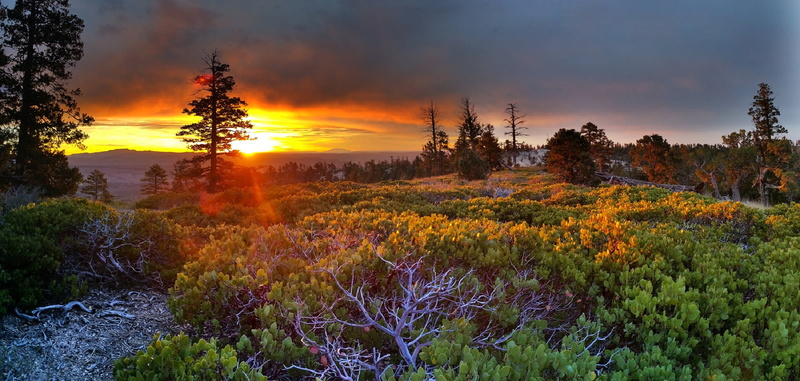 land, light, calm, sunbeam, no people, environment, flower, fog, colorful, bryce canyon national park, photo, sky, scenics - nature, sun, clouds, 1080P