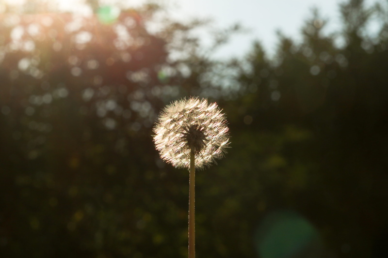 day, growth, flowering plant, no people, nature, dandelion, sky, flower, sun, plant, outdoors, amerika, lens flare, flower head, 4K, lens, inflorescence