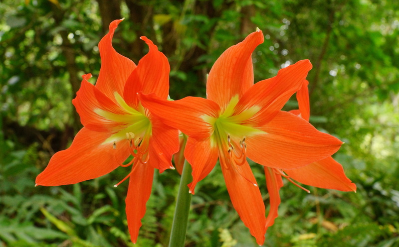 flowering plant, America, slta77, plant, Picture, Hana, ohe, freshness, day lily, commons, lily, orange color, geotagged, Nature, insel, flower head, Alpha