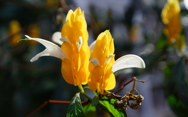 commons, resolution, fragility, Picture, High, insel, yellow, hawai, maui, hires, foto, 5K, freshness, flower, vulnerability, pollen, mauii, beauty in nature