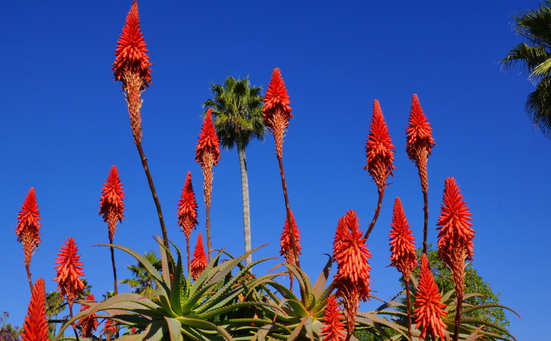 5K, resolution, America, foto, bild, red, December, beach, palm leaf, Picture, laguna, nature, Alpha, unitedstates, northlaguna, California, blue, slta77