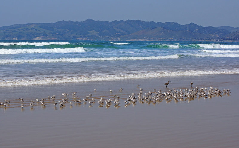 sea, unitedstates, Beach, bild, United States, Alpha, vertebrate, America, foto, beauty in nature, Kuste, California, natural, oceano, wave, natur, group of animals