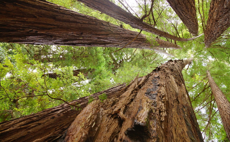 Redwoods, January, woodland, commons, Redwood, kustenmammutbaum, mammutbaume, green, beauty in nature, 5K, resolution, tree trunk, State, California, Tree