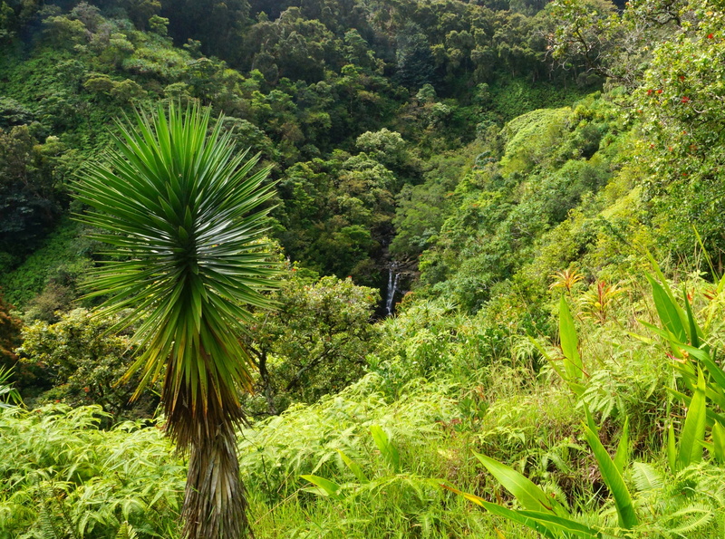 Pacific, growth, lush foliage, high angle view, environment, landscape, tree, tranquility, scenics - nature, outdoors, eastmakaiwaahupuaa, Creative, plant