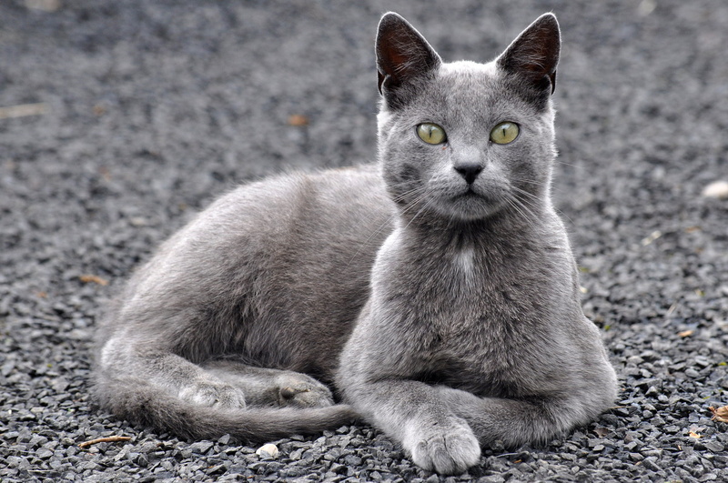 animal eye, russian, pets, gravel, feline, looking at camera, whisker, portrait, one animal, day, no people, mammal, domestic cat, blue, cat, domestic