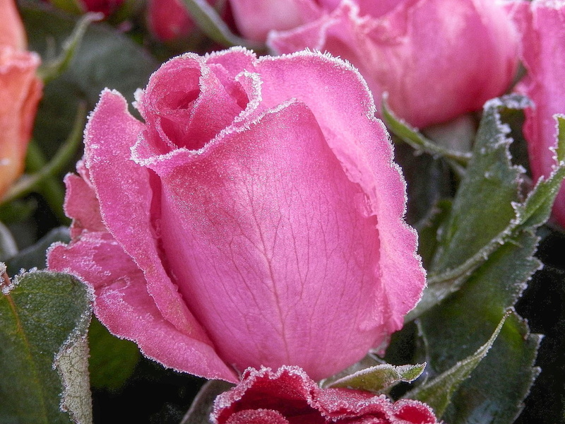nature, macro, pink rose, plant, red, 1080P, flower, cold, Kalt, pink, close-up, rot, frozen, leaf, photography, beauty, rose, macro photography