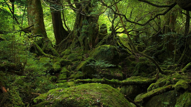 forest, forests, 1080P, art, x, rot, hd, old, Green, nature, moss