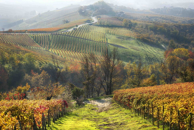 hills, tree, growth, rural scene, scenics - nature, agriculture, plantation, farm, field, beauty in nature, green color, plant, winemaking, tranquility