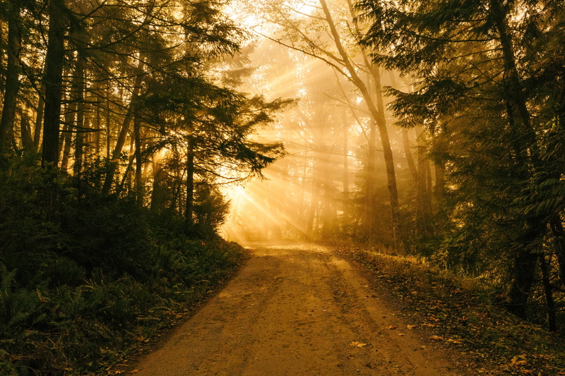 green leaf, scenery, forest, nature, colours, tree, forest  sun, outdoors, trees, distribute, remix, cc, scenics, lenny, WOW, Sun Rays, wide  angle, fog