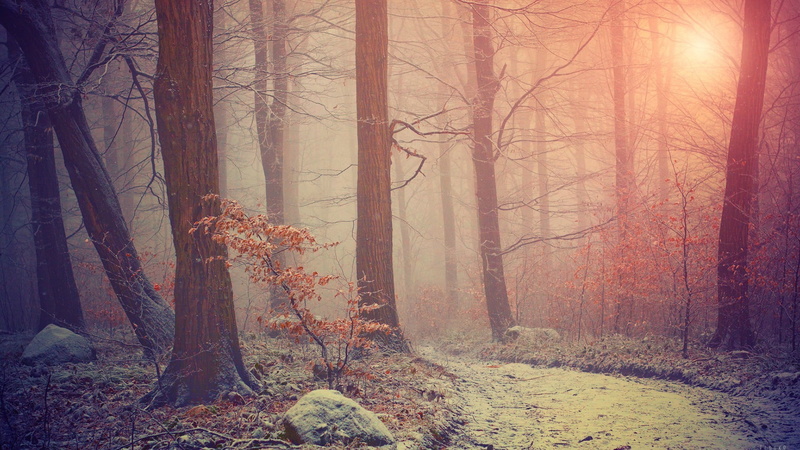 tree, sunset, fairy Tale, trunk, fantasy, branch, mist, forest, changing form, no People, sunrise - Dawn, dawn, non-Urban Scene, day, filter, bright, green